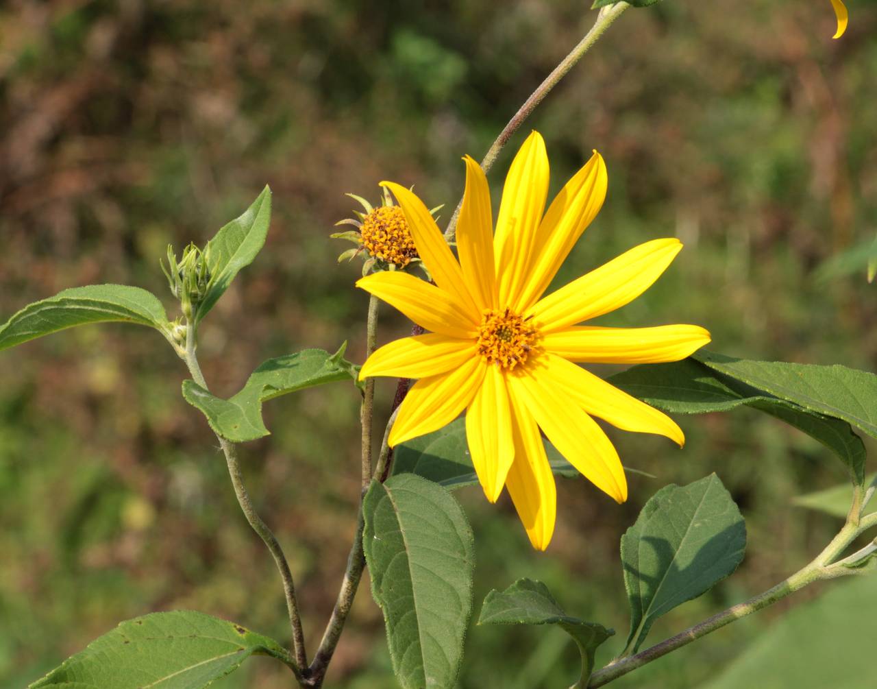 Helianthus tuberosus L., Eastern Europe, Moscow region (E4a) (Russia)