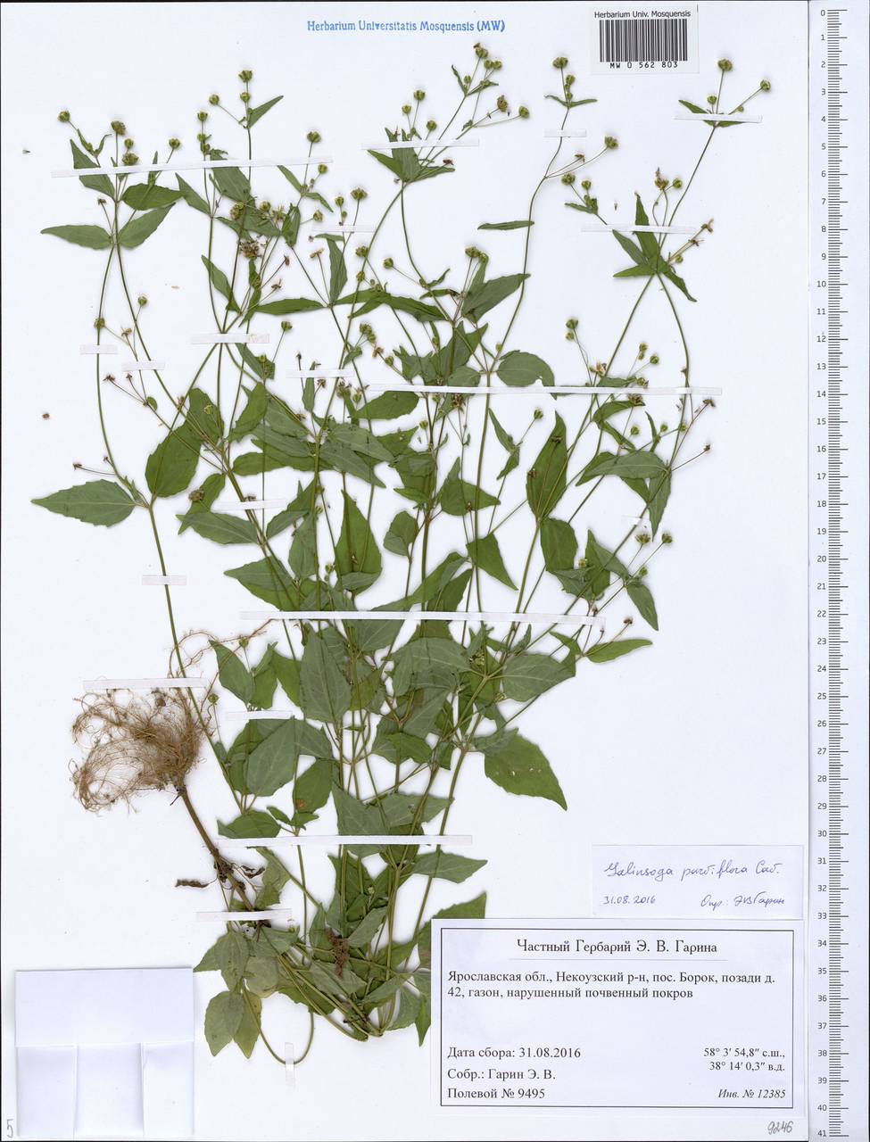 Galinsoga parviflora Cav., Eastern Europe, Central forest region (E5) (Russia)