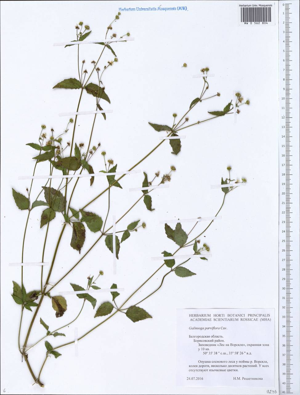 Galinsoga parviflora Cav., Eastern Europe, Central forest-and-steppe region (E6) (Russia)