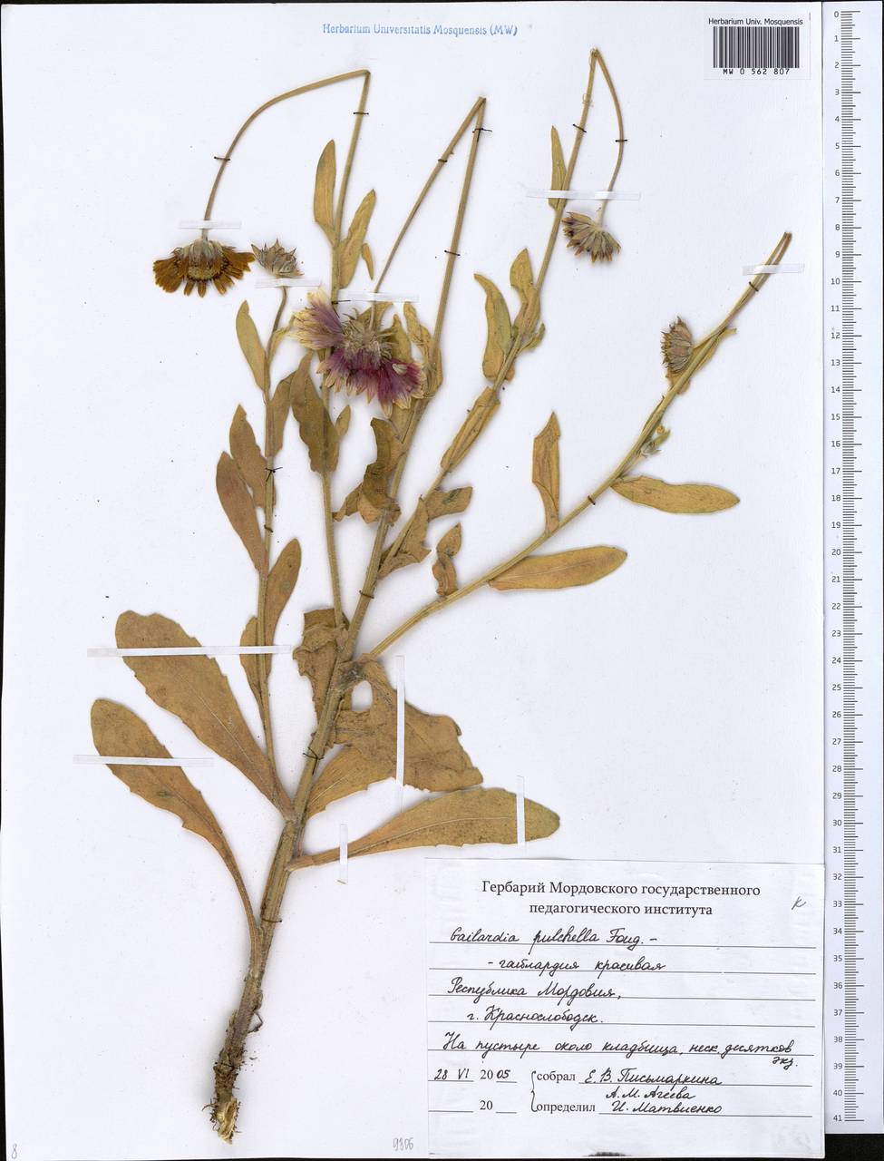 Gaillardia pulchella Foug., Eastern Europe, Middle Volga region (E8) (Russia)