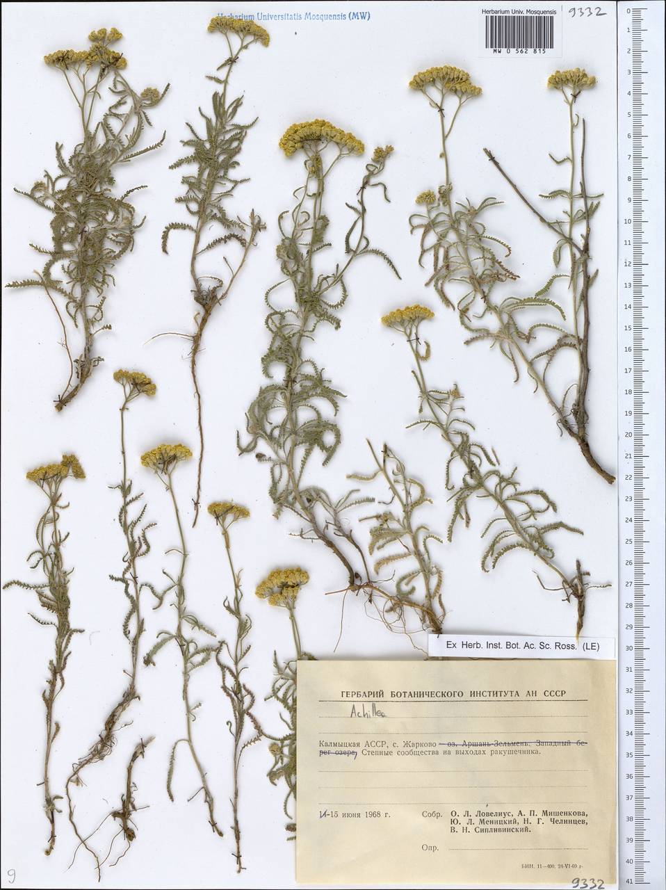 Achillea, Eastern Europe, Lower Volga region (E9) (Russia)