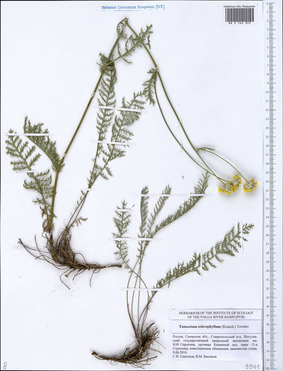 Tanacetum kittaryanum subsp. sclerophyllum (Krasch.) Tzvelev, Eastern Europe, Middle Volga region (E8) (Russia)