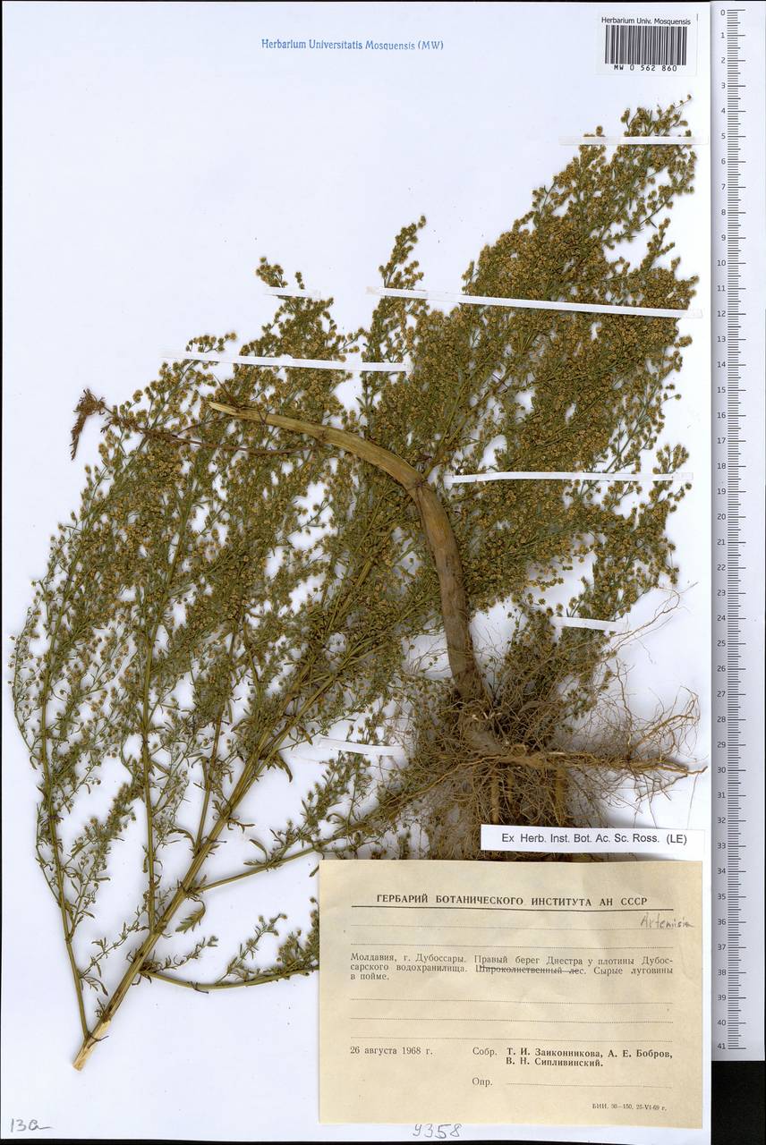 Artemisia, Eastern Europe, Moldova (E13a) (Moldova)