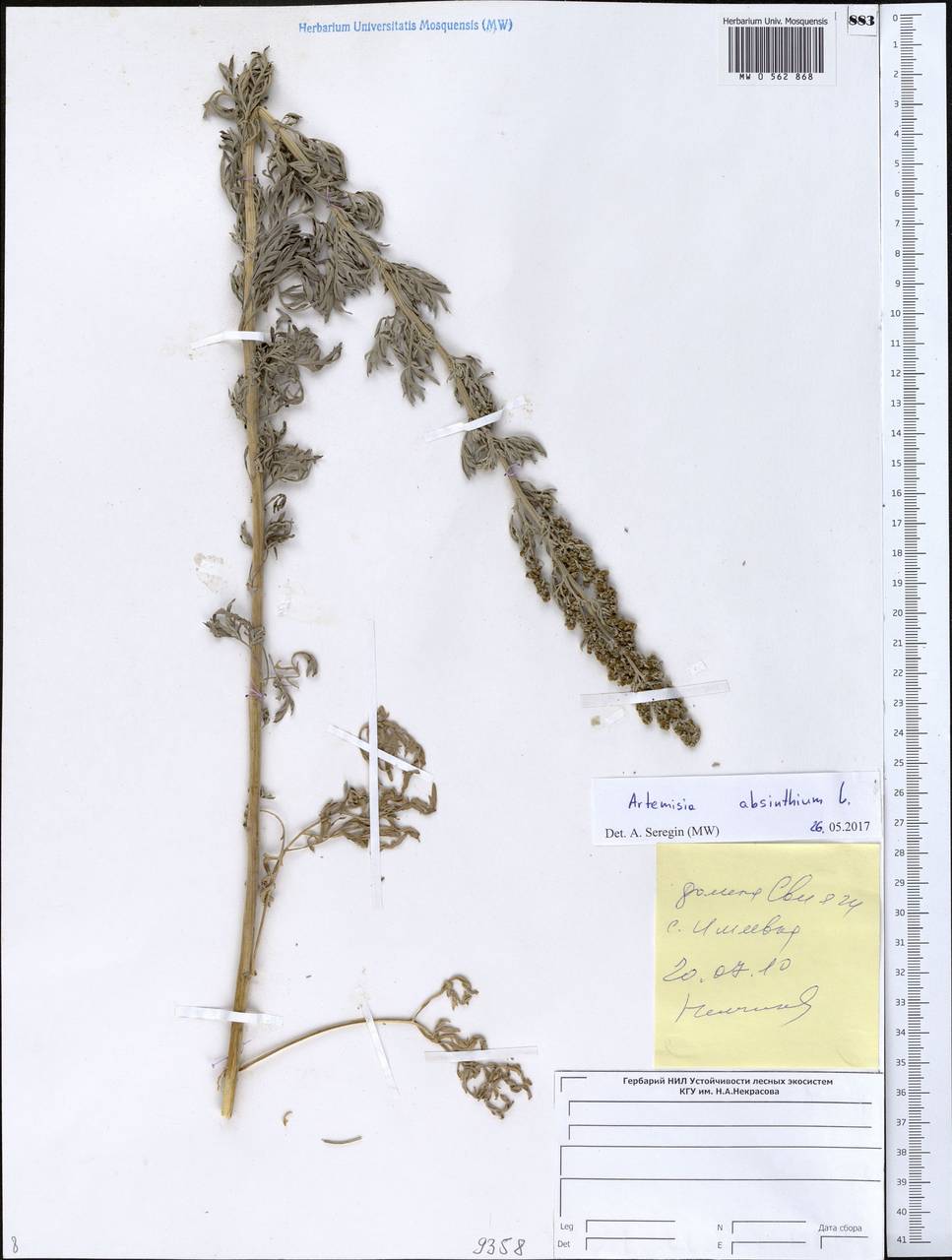 Artemisia absinthium L., Eastern Europe, Middle Volga region (E8) (Russia)