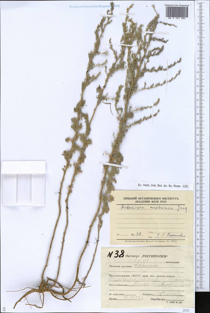 Artemisia austriaca Jacq., Eastern Europe, Lower Volga region (E9) (Russia)