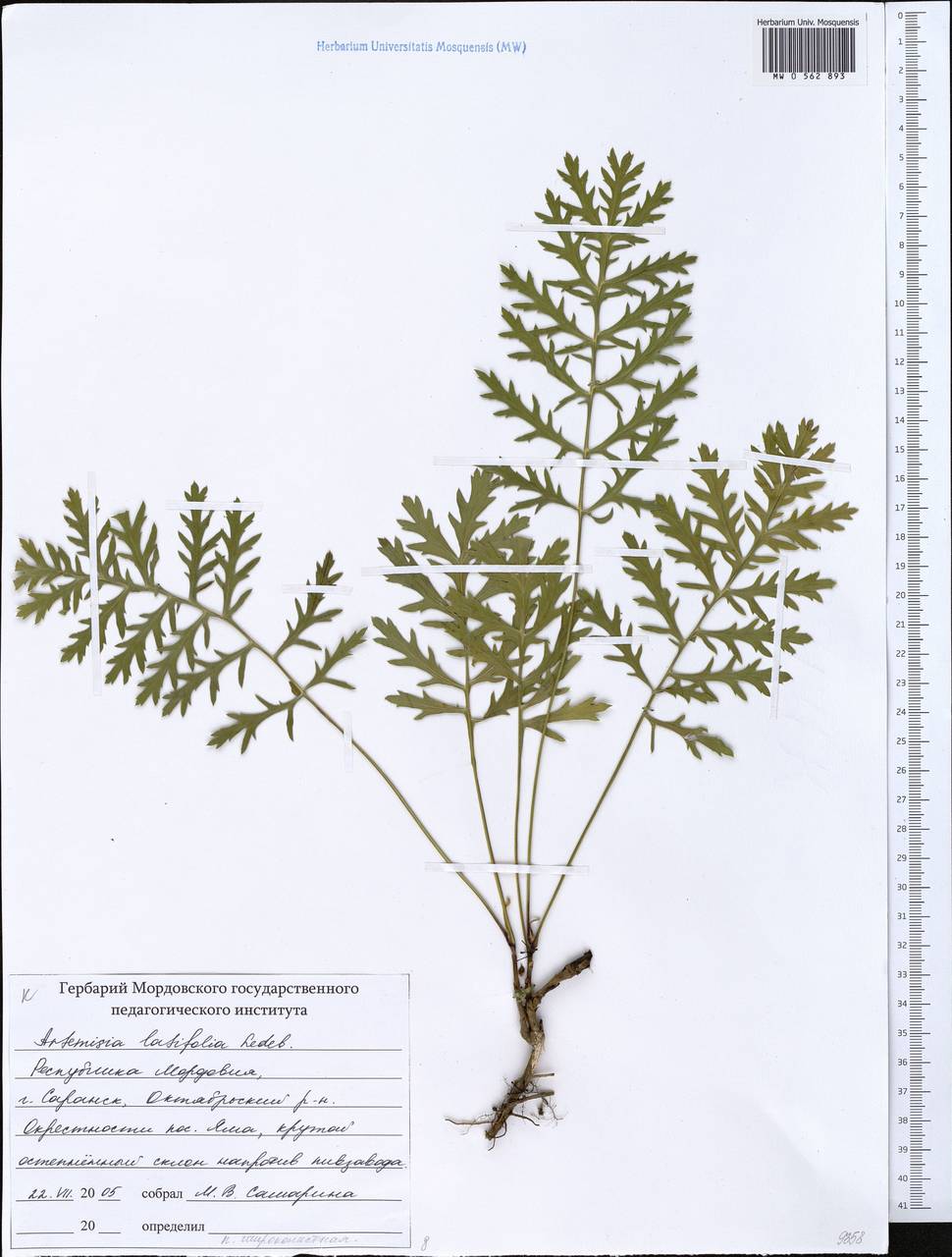 Artemisia latifolia Ledeb., Eastern Europe, Middle Volga region (E8) (Russia)