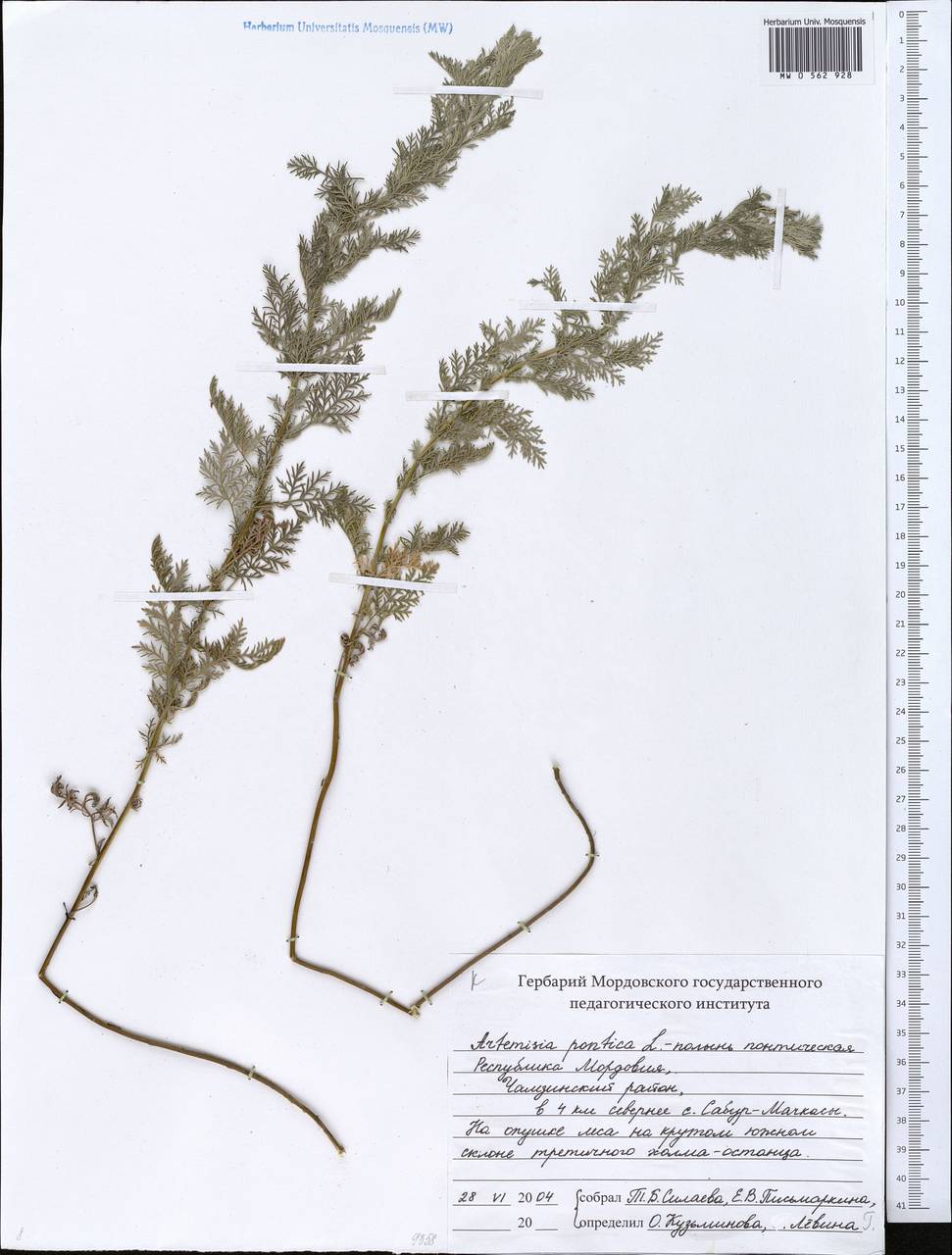 Artemisia pontica L., Eastern Europe, Middle Volga region (E8) (Russia)
