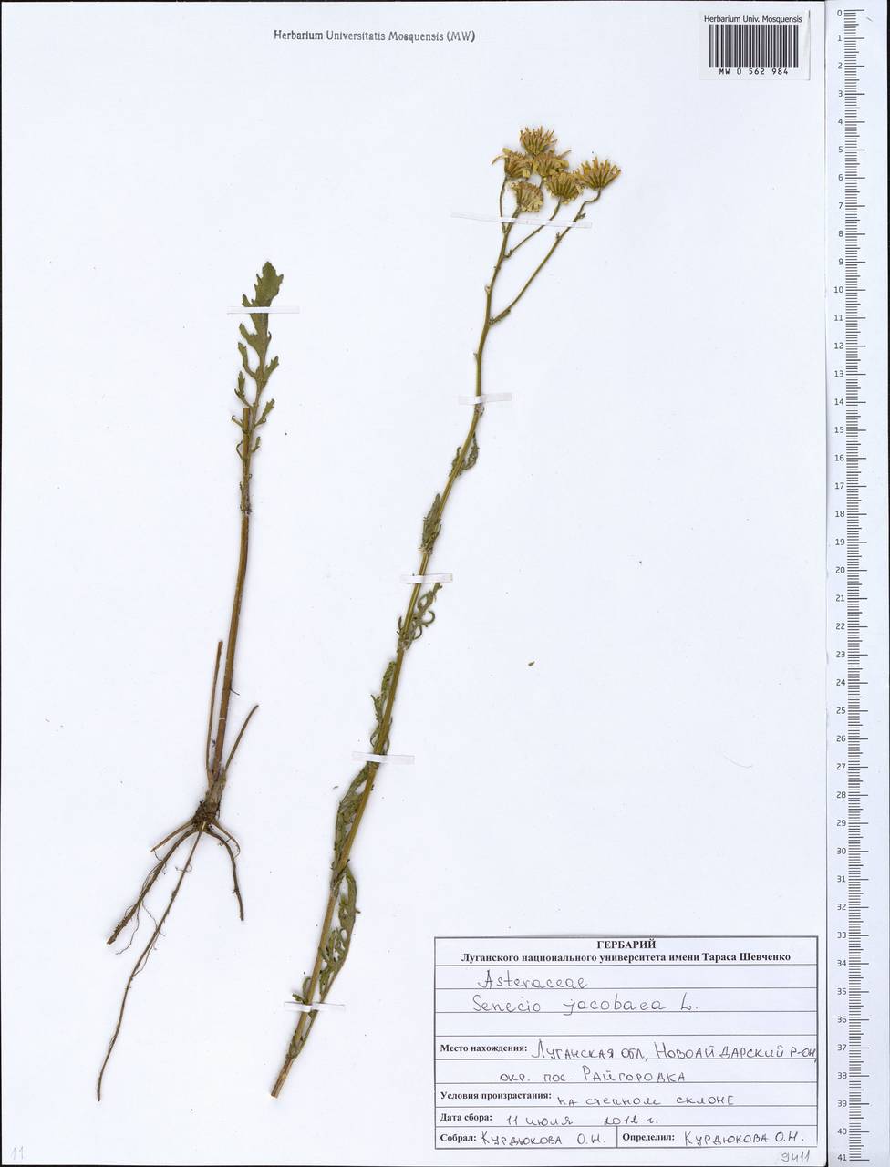 Jacobaea vulgaris subsp. vulgaris, Eastern Europe, North Ukrainian region (E11) (Ukraine)