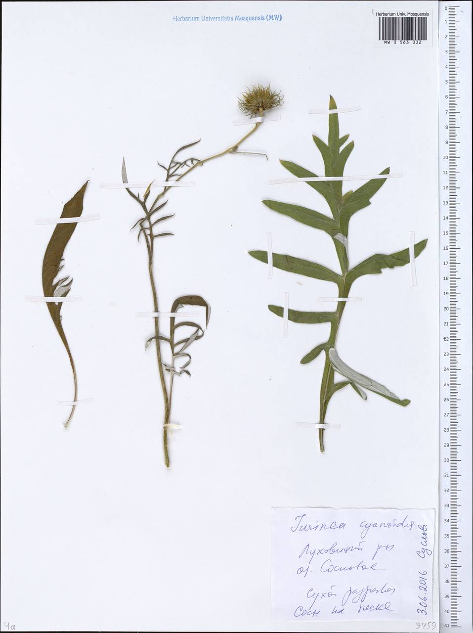 Jurinea cyanoides (L.) Rchb., Eastern Europe, Moscow region (E4a) (Russia)