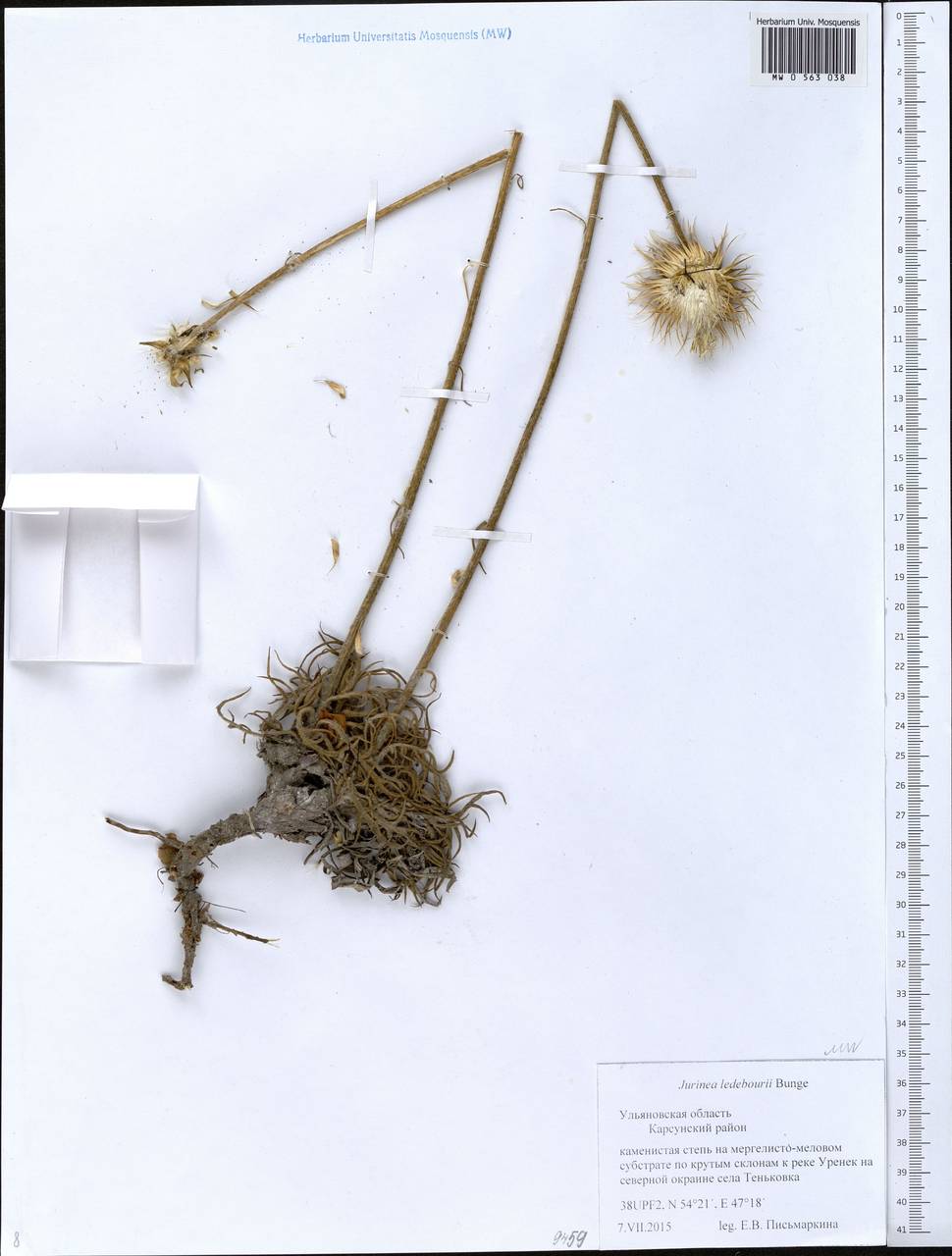 Jurinea ledebourii Bunge, Eastern Europe, Middle Volga region (E8) (Russia)
