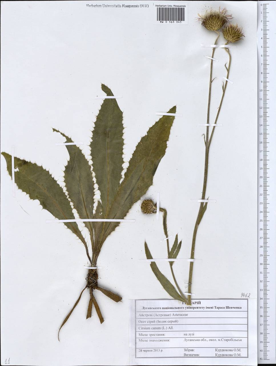 Cirsium canum (L.) All., Eastern Europe, North Ukrainian region (E11) (Ukraine)