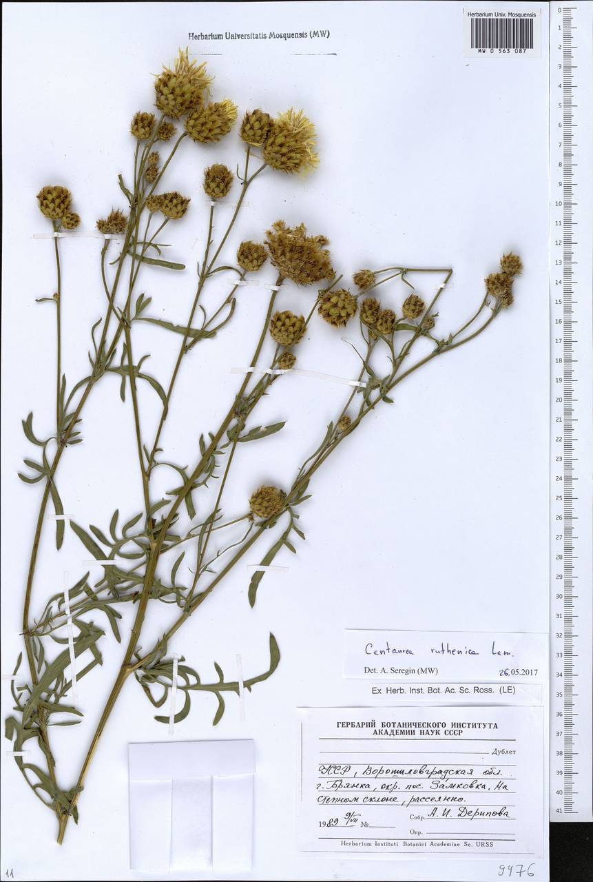 Rhaponticoides ruthenica (Lam.) M. V. Agab. & Greuter, Eastern Europe, North Ukrainian region (E11) (Ukraine)