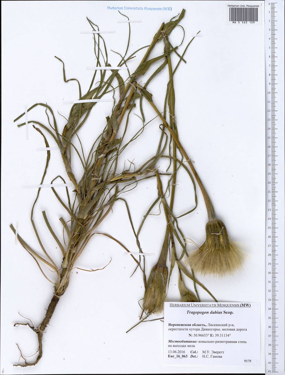 Tragopogon dubius Scop., Eastern Europe, Central forest-and-steppe region (E6) (Russia)