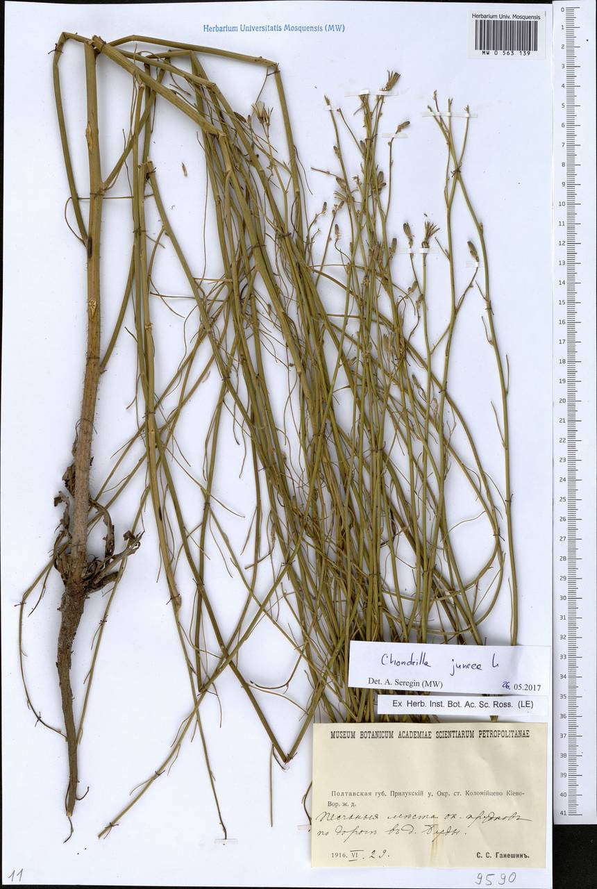 Chondrilla juncea L., Eastern Europe, North Ukrainian region (E11) (Ukraine)