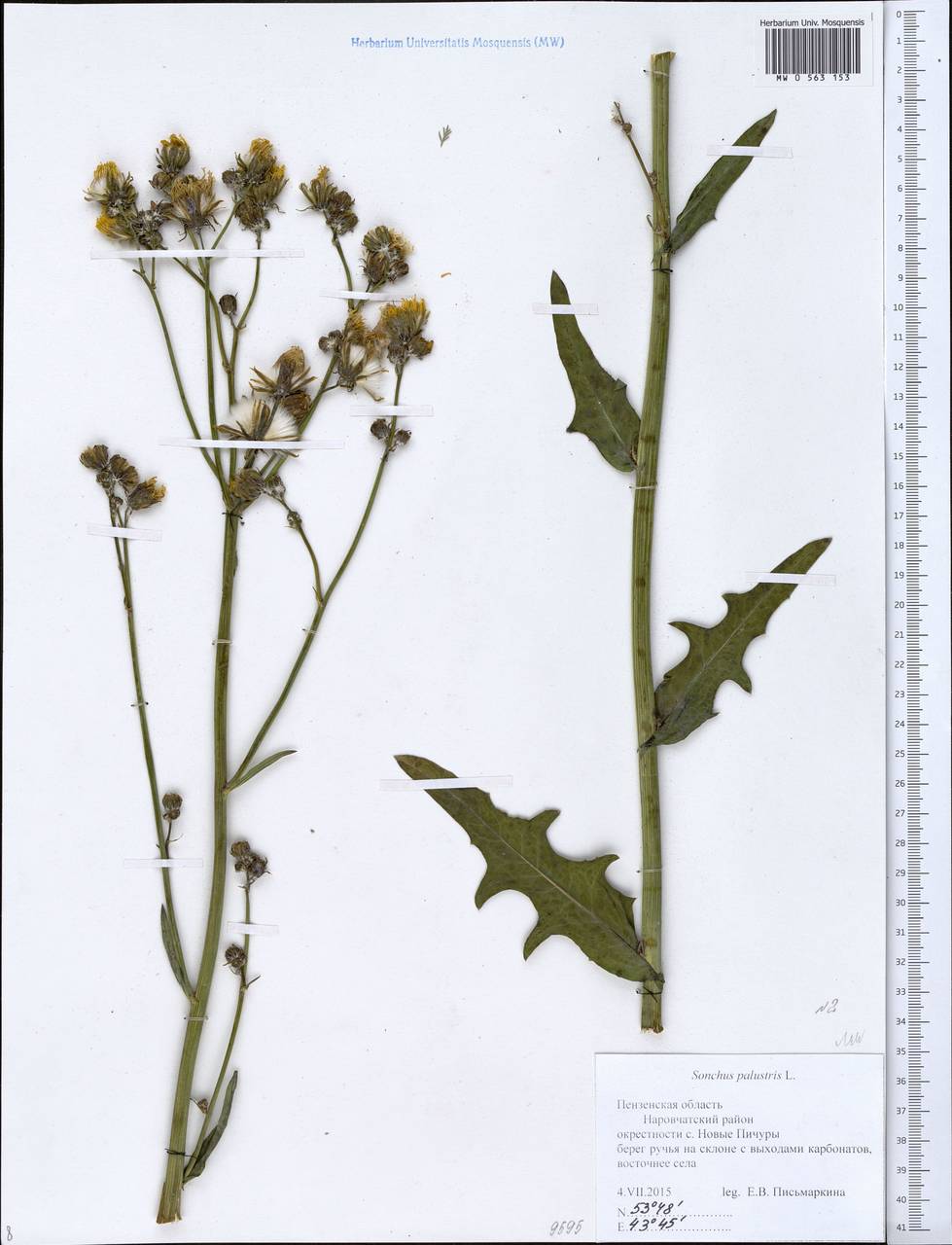 Sonchus palustris L., Eastern Europe, Middle Volga region (E8) (Russia)