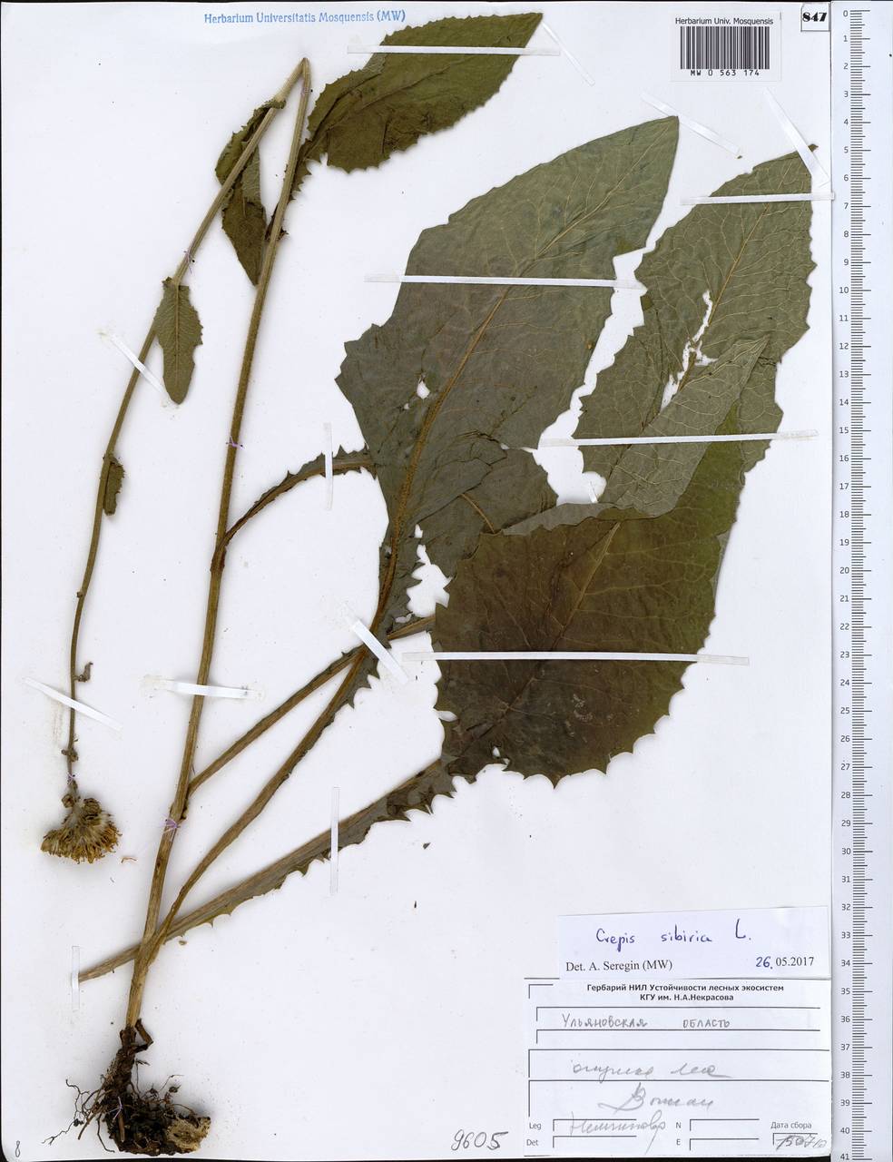 Crepis sibirica L., Eastern Europe, Middle Volga region (E8) (Russia)