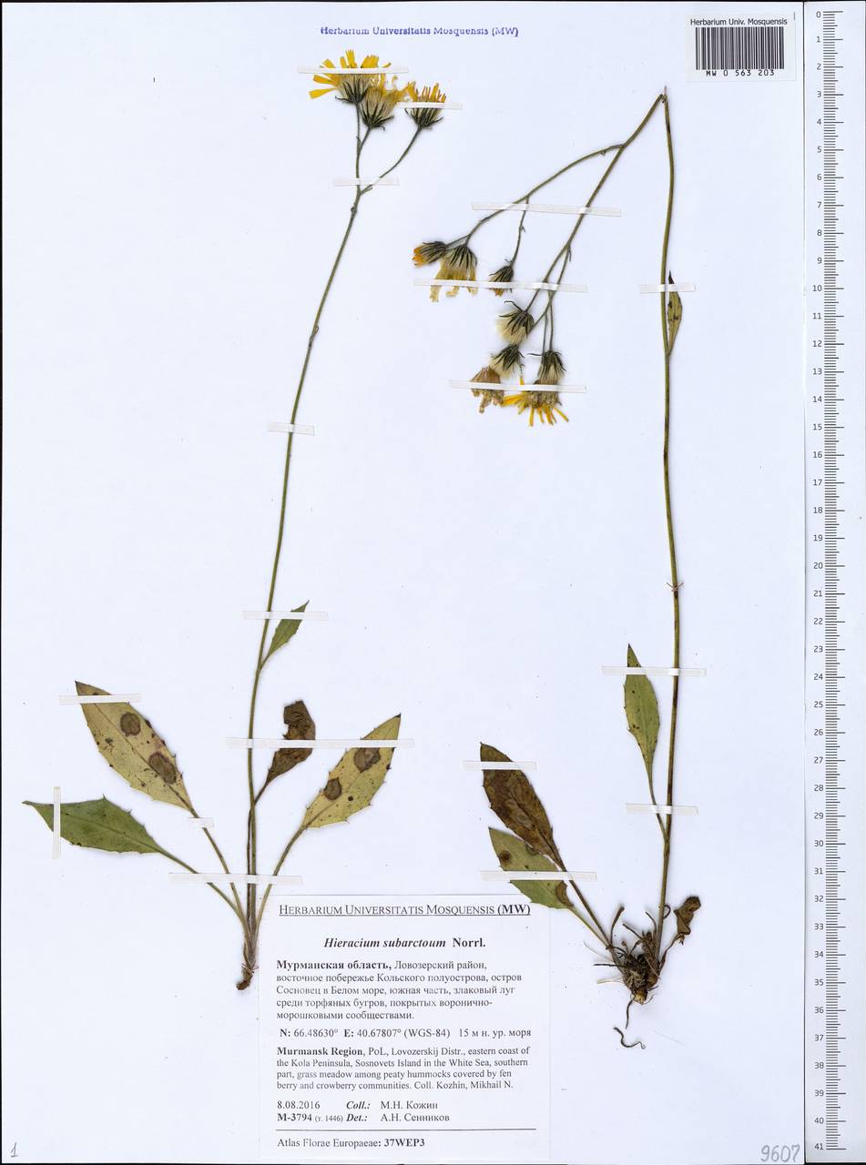 Hieracium subarctoum Norrl., Eastern Europe, Northern region (E1) (Russia)