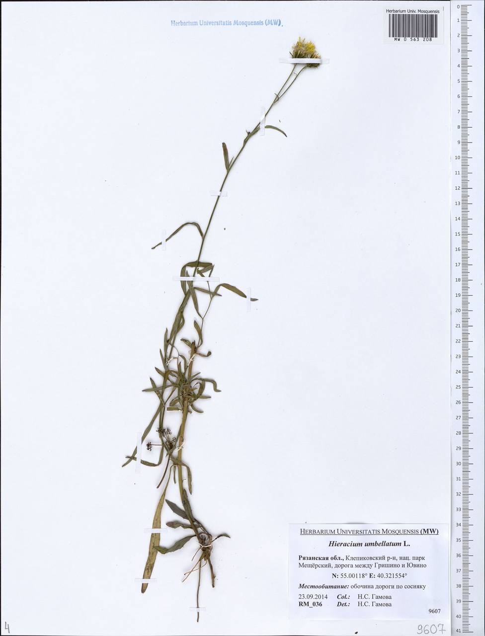 Hieracium umbellatum L., Eastern Europe, Central region (E4) (Russia)