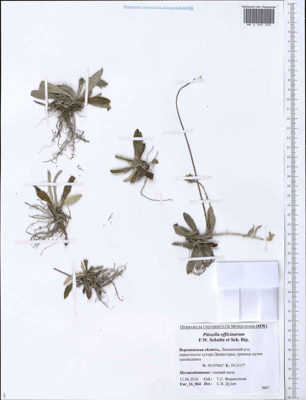 Pilosella officinarum Vaill., Eastern Europe, Central forest-and-steppe region (E6) (Russia)