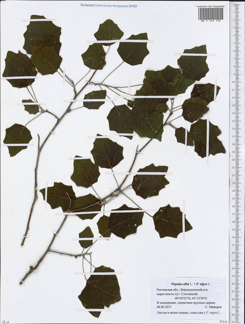 Populus alba × nigra, Eastern Europe, Rostov Oblast (E12a) (Russia)