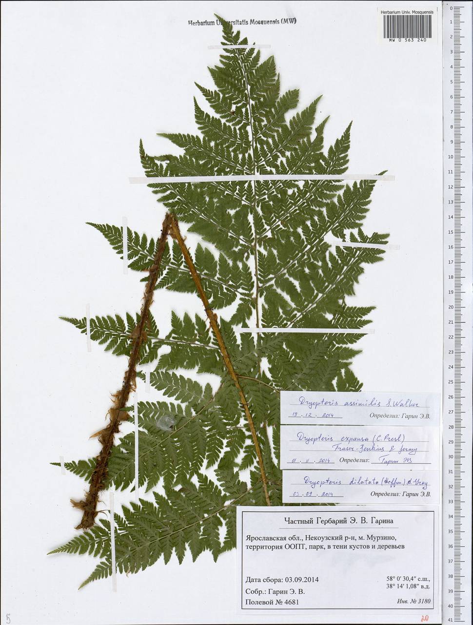 Dryopteris expansa (C. Presl) Fraser-Jenk. & Jermy, Eastern Europe, Central forest region (E5) (Russia)