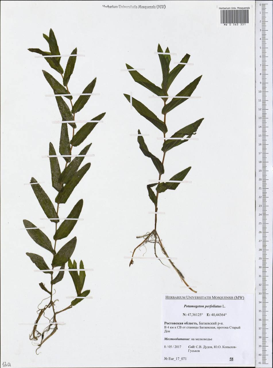 Potamogeton perfoliatus L., Eastern Europe, Rostov Oblast (E12a) (Russia)