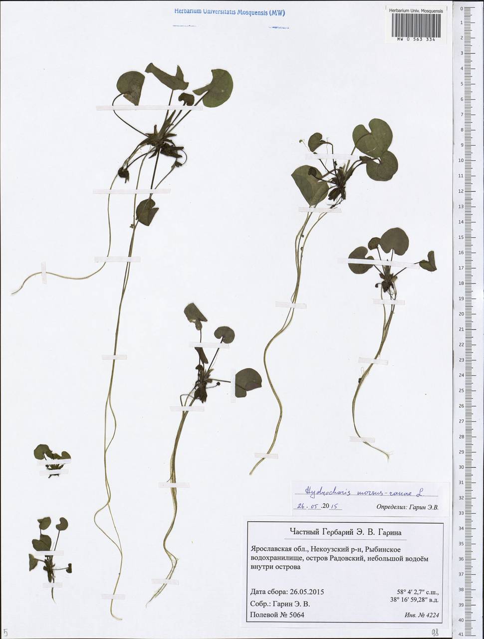Hydrocharis morsus-ranae L., Eastern Europe, Central forest region (E5) (Russia)