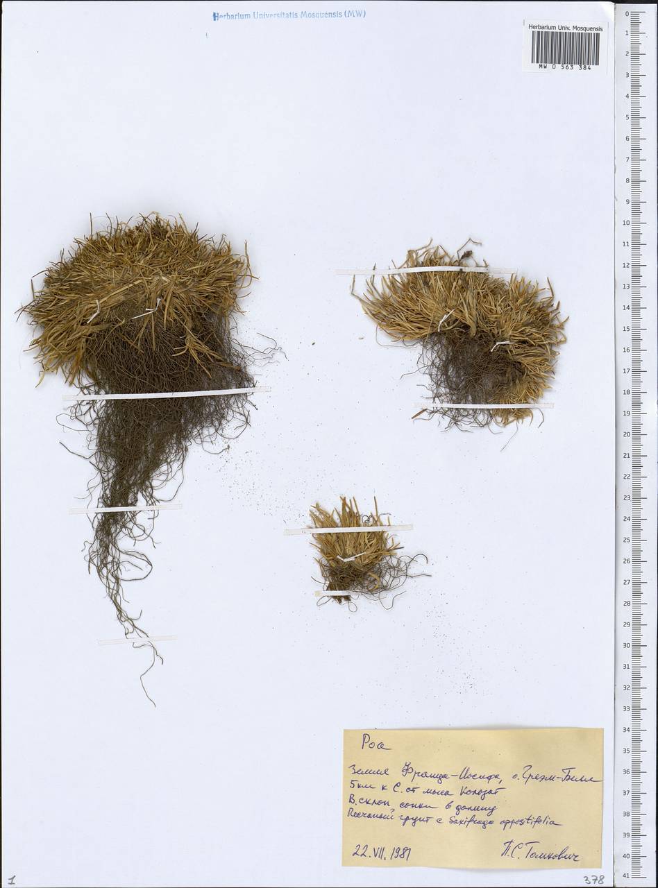 Poa, Eastern Europe, Northern region (E1) (Russia)
