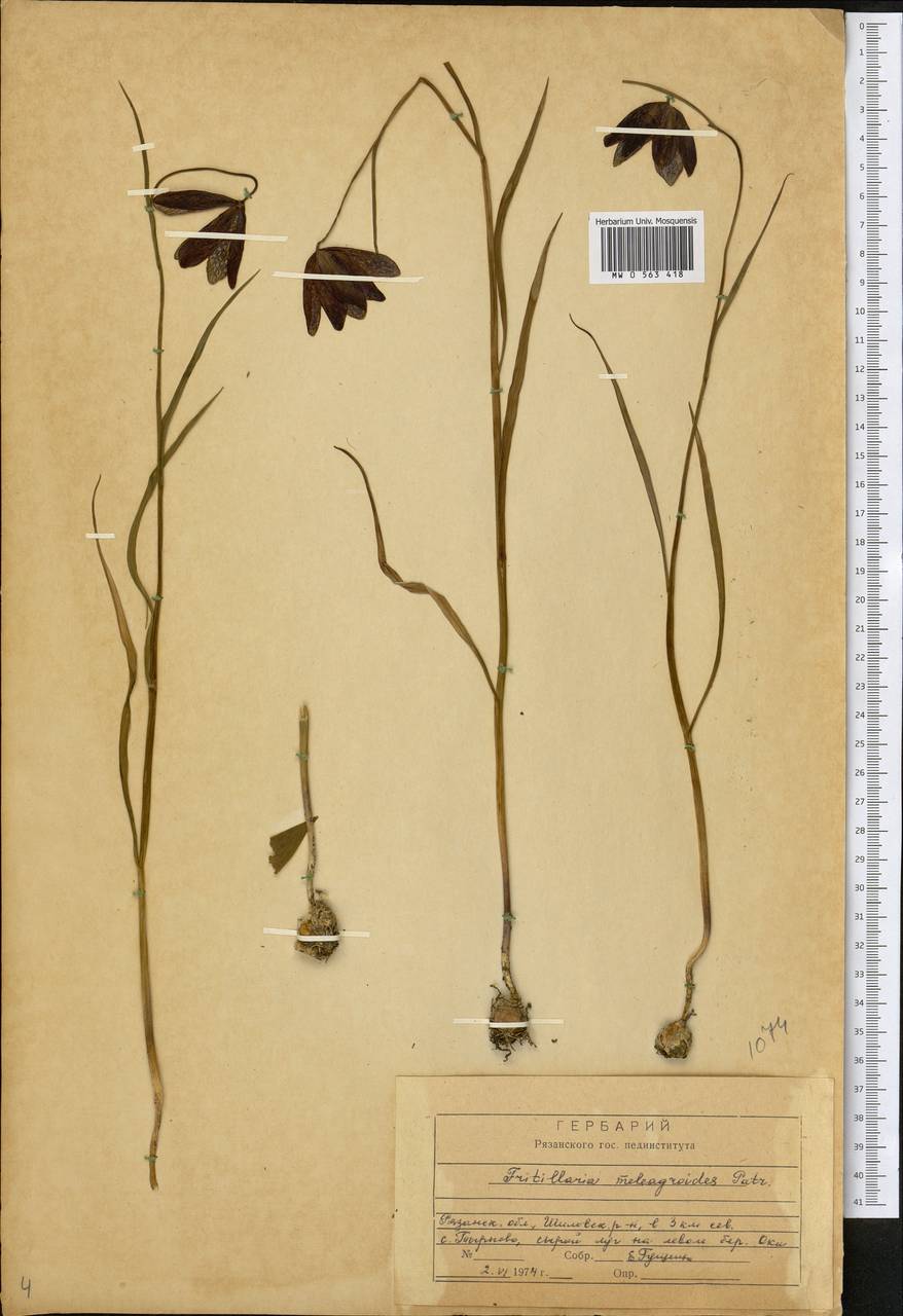 Fritillaria meleagroides Patrin ex Schult. & Schult.f., Eastern Europe, Central region (E4) (Russia)