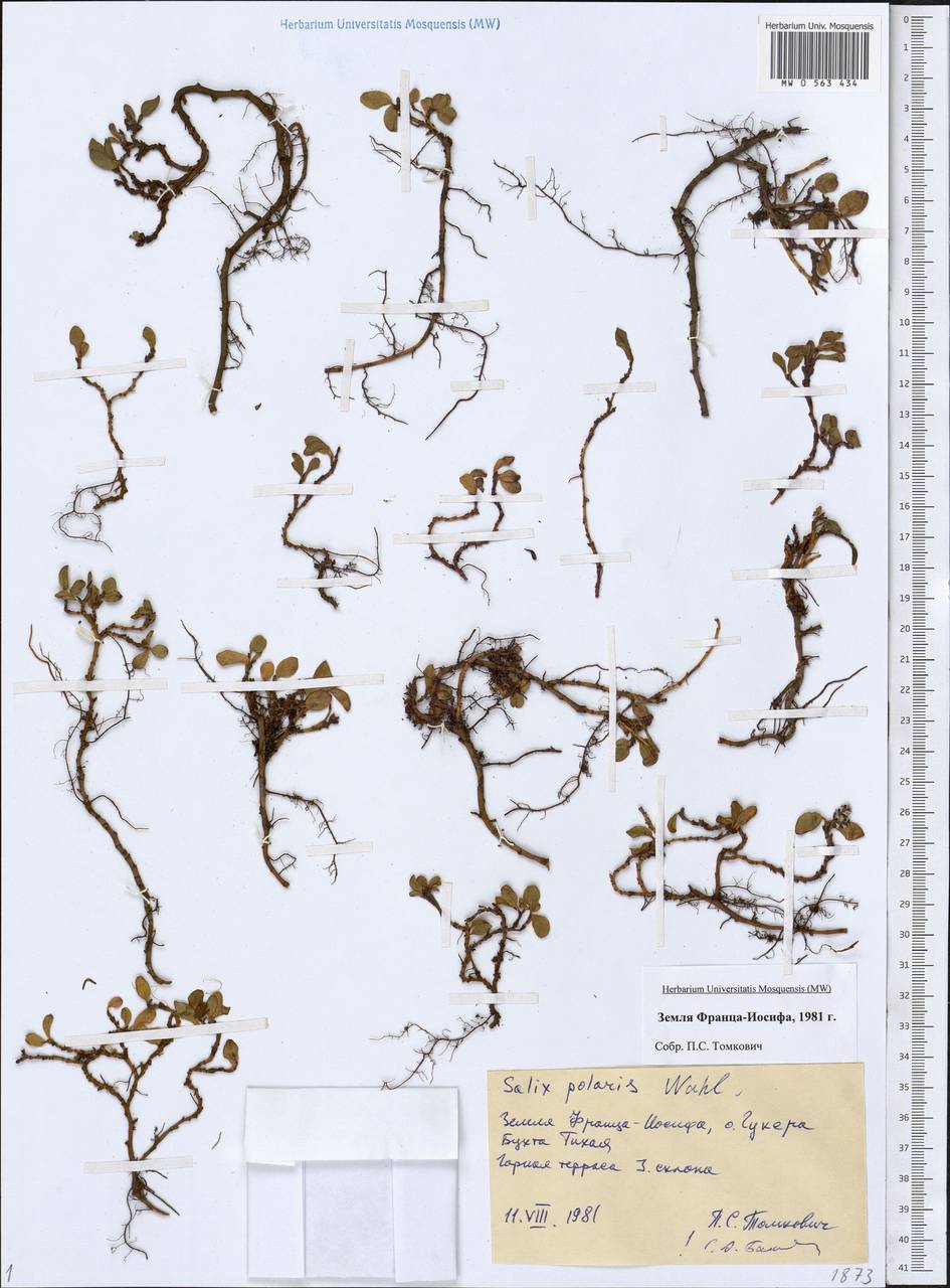 Salix polaris Wahlenb., Eastern Europe, Northern region (E1) (Russia)