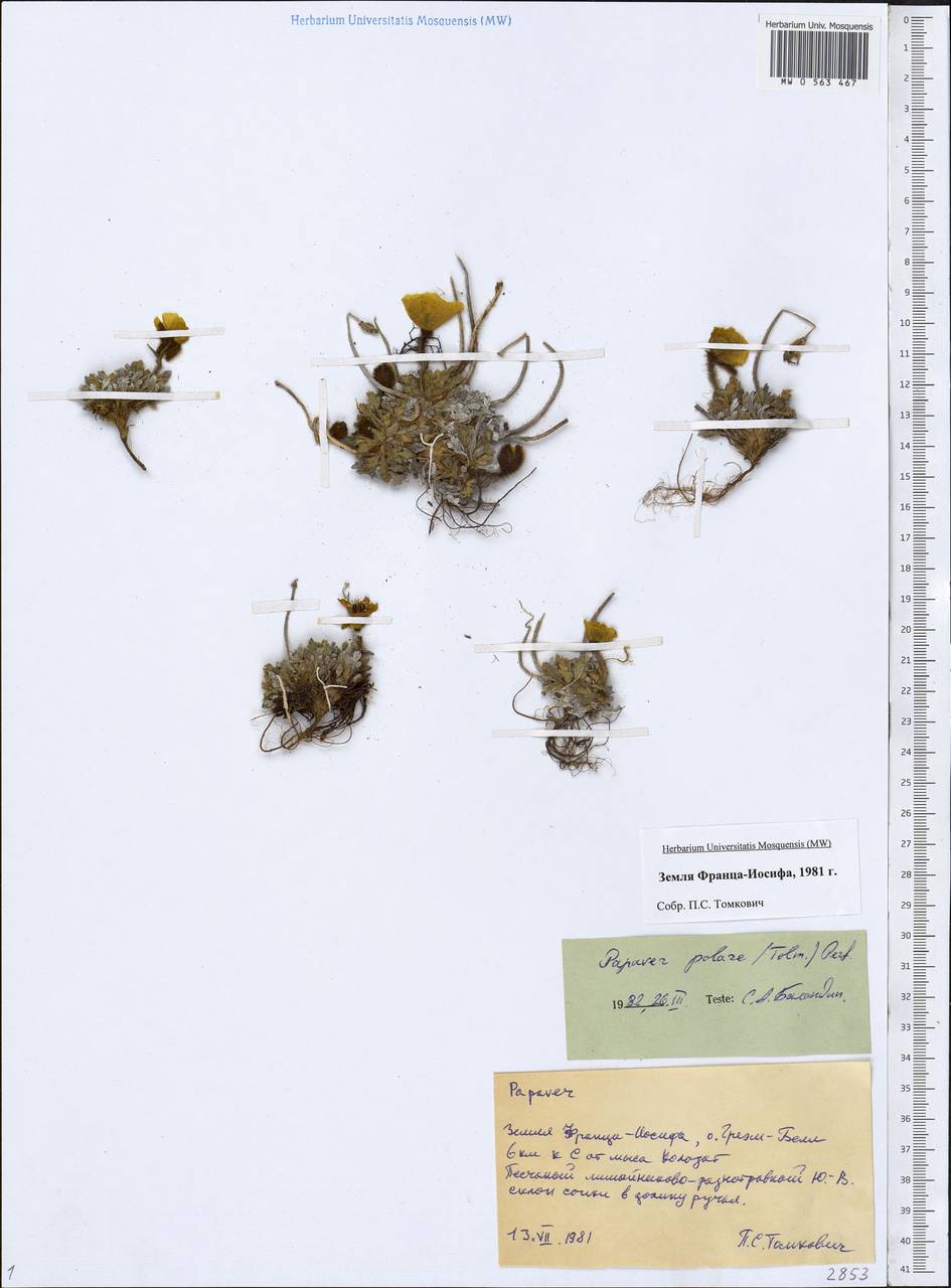 Oreomecon dahliana subsp. polaris (Tolm.) Elvebakk & Bjerke, Eastern Europe, Northern region (E1) (Russia)