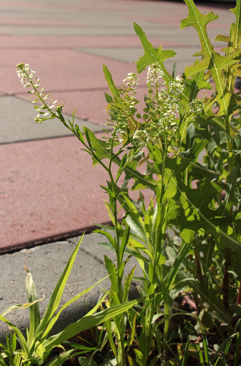 Lepidium virginicum L., Eastern Europe, Moscow region (E4a) (Russia)