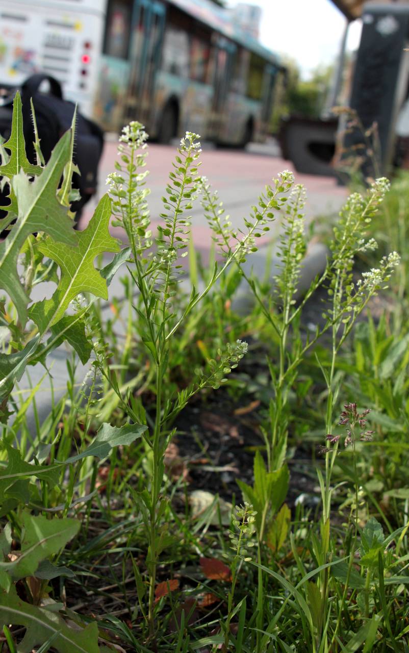 Lepidium virginicum L., Eastern Europe, Moscow region (E4a) (Russia)