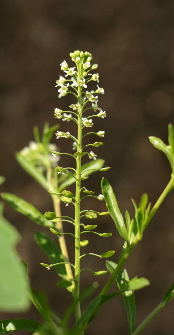 Lepidium virginicum L., Eastern Europe, Moscow region (E4a) (Russia)