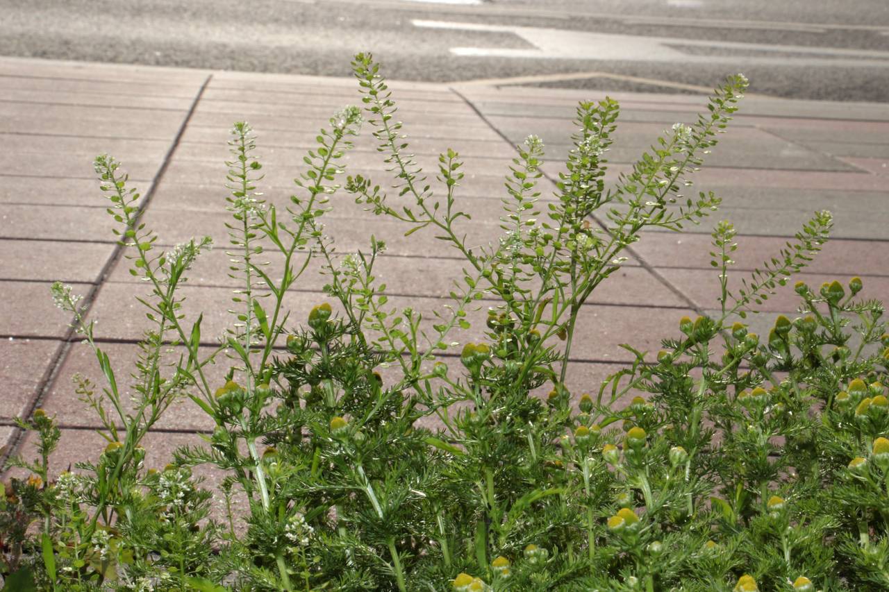 Lepidium virginicum L., Eastern Europe, Moscow region (E4a) (Russia)