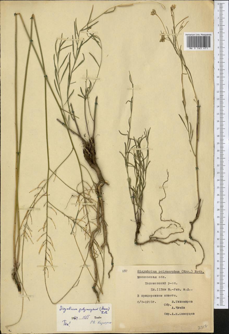 Sisymbrium polymorphum (Murray) Roth, Eastern Europe, Moscow region (E4a) (Russia)