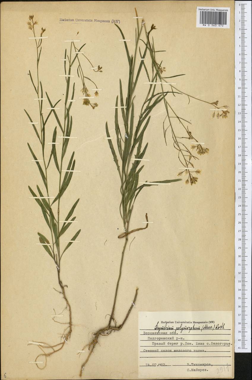 Sisymbrium polymorphum (Murray) Roth, Eastern Europe, Central forest-and-steppe region (E6) (Russia)
