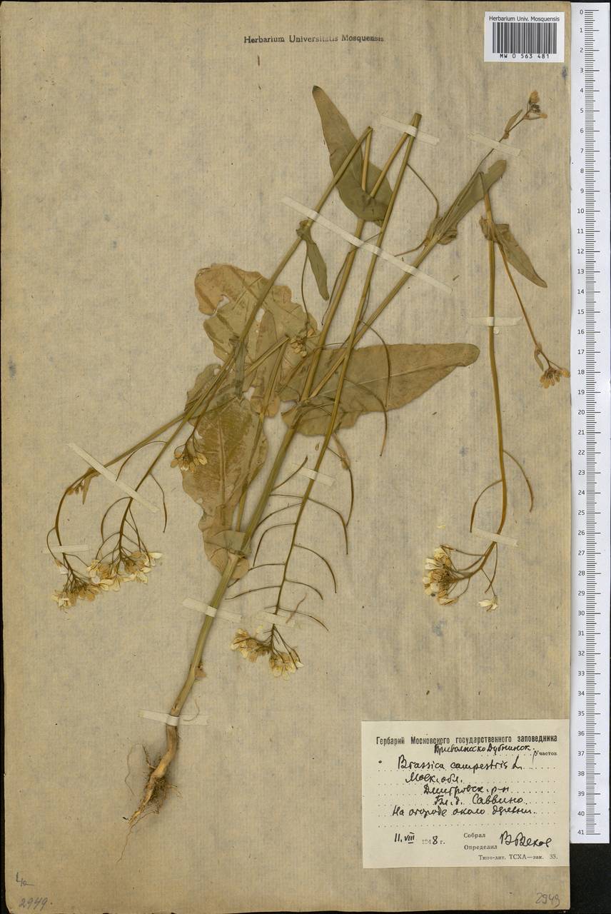 Brassica rapa subsp. sylvestris (L.) Janch., Eastern Europe, Moscow region (E4a) (Russia)