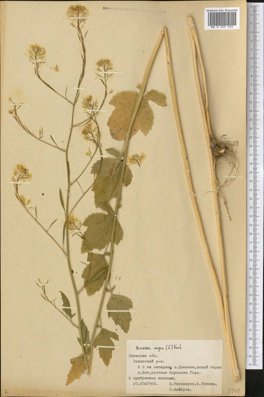 Brassica nigra (L.) W.D.J. Koch, Eastern Europe, Central forest-and-steppe region (E6) (Russia)