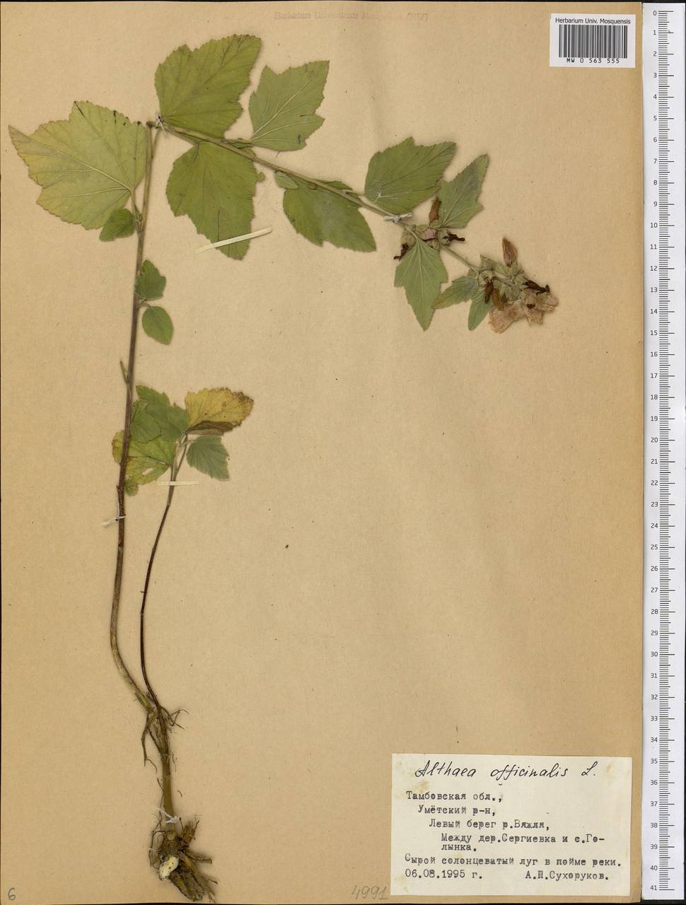 Althaea officinalis L., Eastern Europe, Central forest-and-steppe region (E6) (Russia)