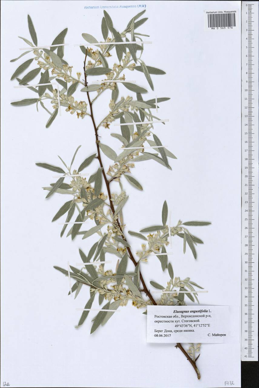Elaeagnus angustifolia, Eastern Europe, Rostov Oblast (E12a) (Russia)