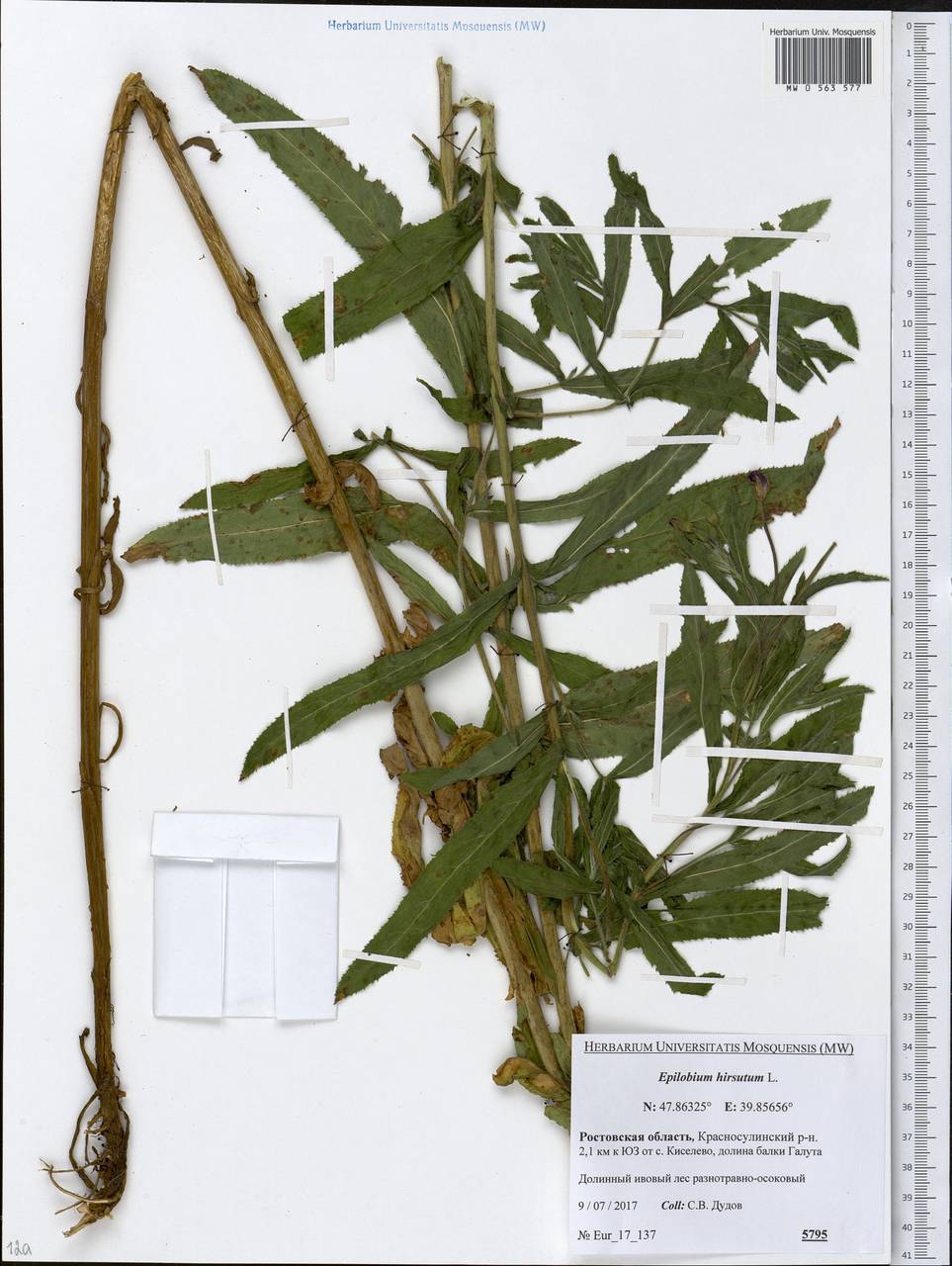 Epilobium hirsutum L., Eastern Europe, Rostov Oblast (E12a) (Russia)