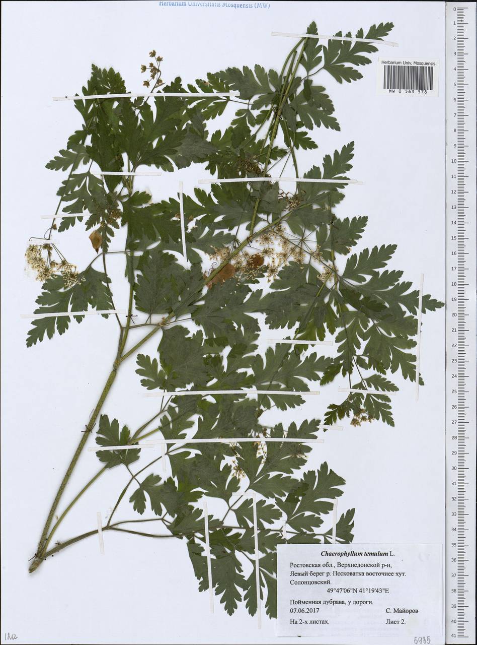 Chaerophyllum temulum L., Eastern Europe, Rostov Oblast (E12a) (Russia)