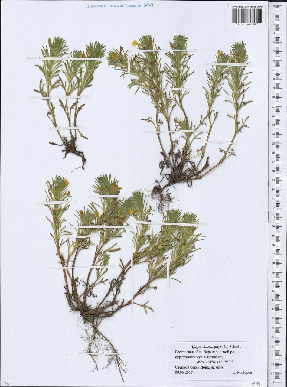 Ajuga chamaepitys (L.) Schreb., Eastern Europe, Rostov Oblast (E12a) (Russia)