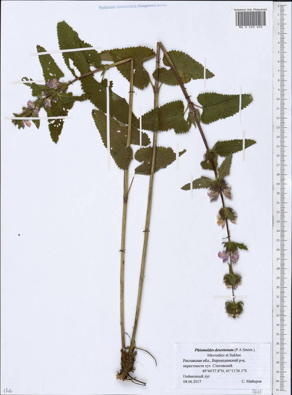 Phlomoides tuberosa (L.) Moench, Eastern Europe, Rostov Oblast (E12a) (Russia)