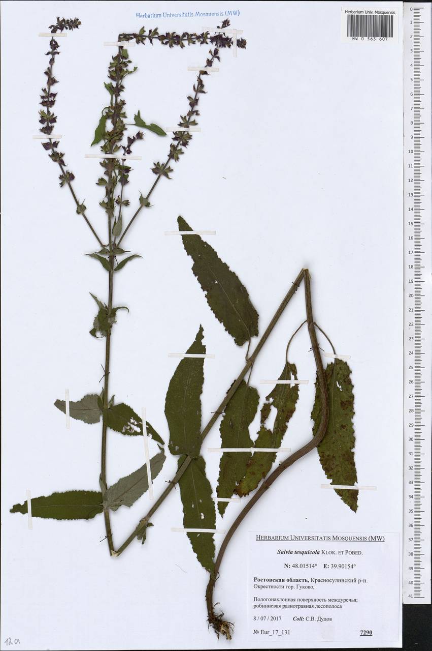 Salvia nemorosa subsp. pseudosylvestris (Stapf) Bornm., Eastern Europe, Rostov Oblast (E12a) (Russia)