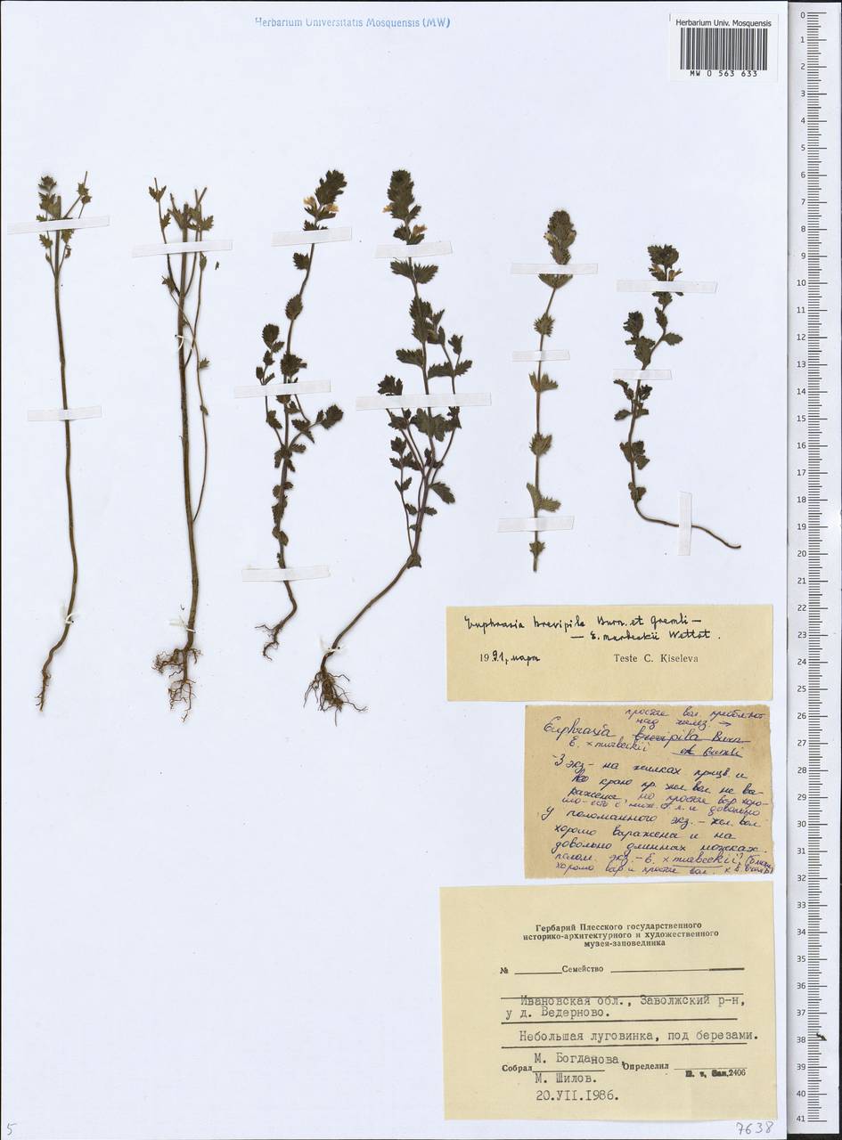 Euphrasia × vernalis List, Eastern Europe, Central forest region (E5) (Russia)