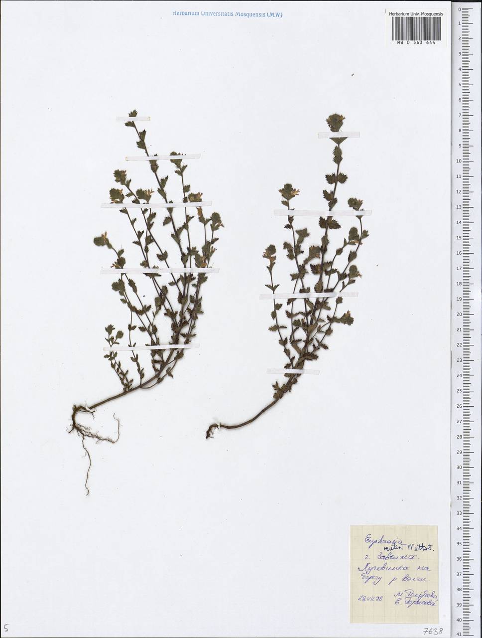 Euphrasia ×reuteri Wettst., Eastern Europe, Central forest region (E5) (Russia)