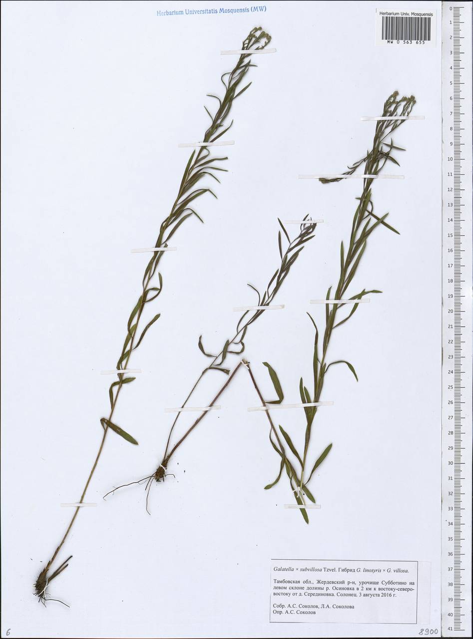 Galatella ×subvillosa Tzvelev, Eastern Europe, Central forest-and-steppe region (E6) (Russia)