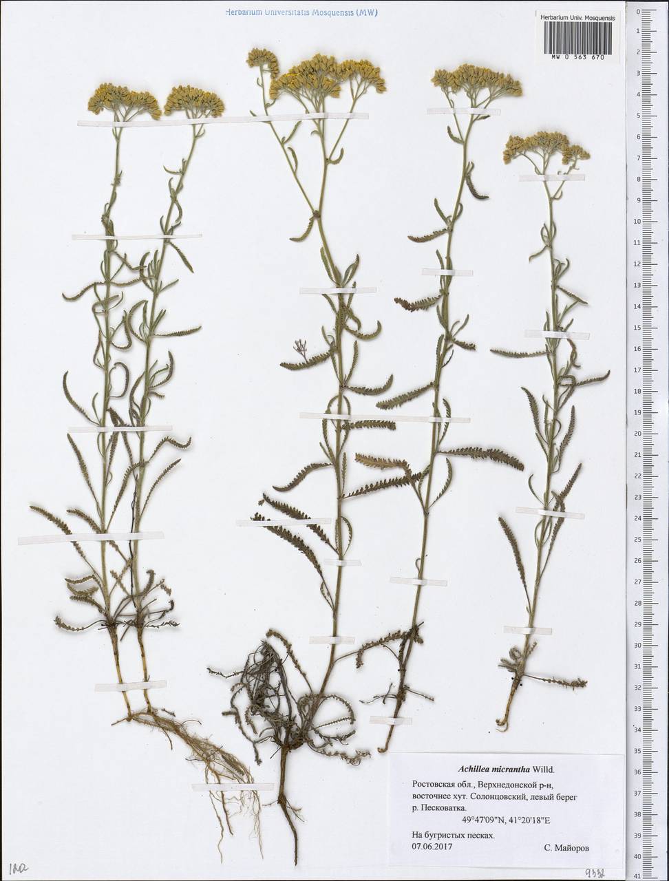 Achillea micrantha Willd., Eastern Europe, Rostov Oblast (E12a) (Russia)